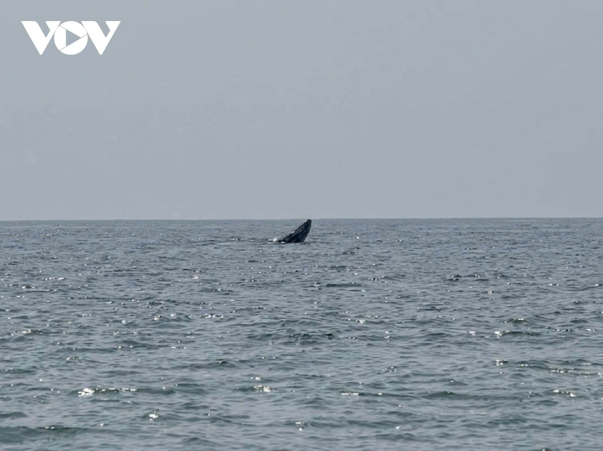 Cá voi xuất hiện ở vùng biển Mũi Né